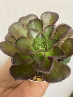 yu-Ko jukito様 リクエスト 2点 まとめ商品