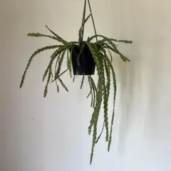 レア品種 フレボシア・ニコラスダイアモンド6号吊り鉢 シダ植物 - メルカリ