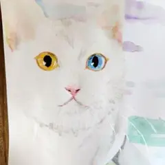 ハンドメイド 水彩画 ポストカード オッドアイの猫