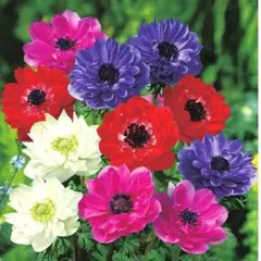 sakura.様 リクエスト 3点 まとめ商品