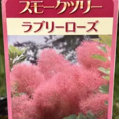 2025年最新】ラブリーローズの人気アイテム - メルカリ