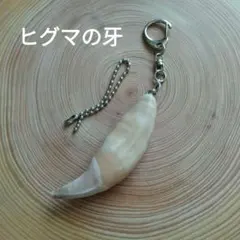 熊牙キーホルダー　ヒグマの牙　羆の牙　熊の牙　魔除け　災難除け