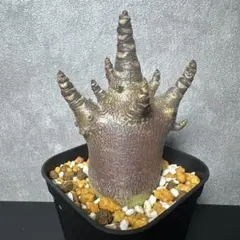 2026年最新】アデニウム ブラックスキンの人気アイテム - メルカリ