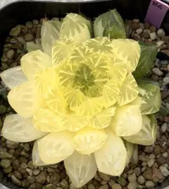 じぇむ様 リクエスト 3点 まとめ商品