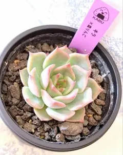 no. 570 毒りんご　抜き苗　札なし　多肉 多肉植物 毒りんご ① 抜き苗 - メルカリ
