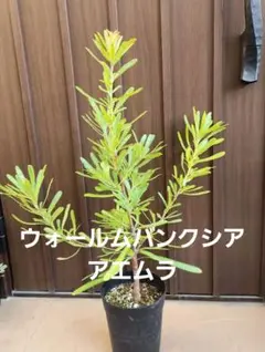 花芽付き アカシア ブルーブッシュ レンガ風石膏鉢植え 苗 - メルカリ