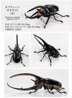 コロンビア産 ネプチューンオオカブト 昆虫 標本 - メルカリ