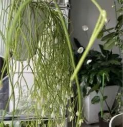 user_0d5c884f様 リクエスト 2点 まとめ商品