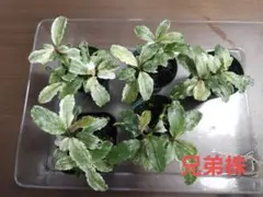 Bucephalandra sp. White Marble Big leafのサムネイル