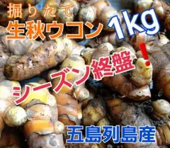 農薬:栽培期間中不使用❗【新鮮❗秋ウコン1kg】長崎県五島列島産※82のサムネイル