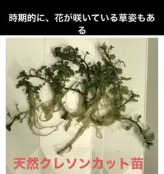 埼玉県天然採れたてクレソン 500g約＋ニンニク1個オマケ - メルカリ