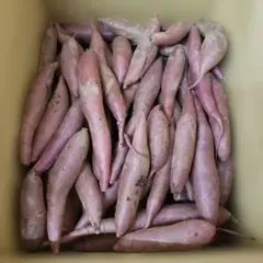 satomion様専用 サツマイモ