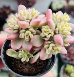 多肉植物　ジョイスタロック錦　群衆株１株 土付き発送　大きめ　韓国苗