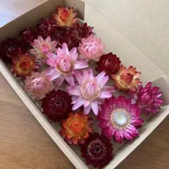 323・ヘリクリサムドライフラワー 貝細工 花材 リース ハーバリウム