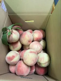 摘果桃 12kg - メルカリ