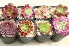 アエオニウム 小苗8種類セット⭐️お買い得 - メルカリ