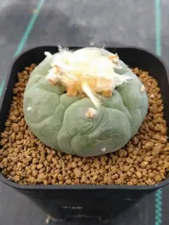 2025年最新】疣銀冠の人気アイテム - メルカリ