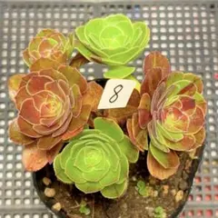 19#観葉植物 アエオニウム錦❤️リバーストーン❤️ 1大頭1小頭16cm 拔
