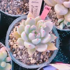 412 コミフォラ エイル Commiphora spp 実生 簡単に葉が落ちる - メルカリ