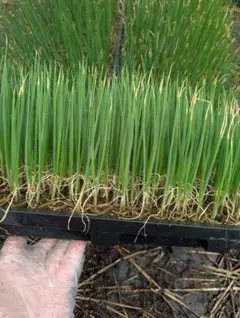 野菜苗 ガーデニング