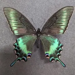 蝶標本　北海道産　極美麗ミヤマカラスアゲハ春型♂ 飼育品　完品　⭐️マイコレに‼️ 蝶標本 北海道産 美麗ミヤマカラスアゲハ春型♂ 飼育品 三角紙標本