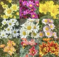 菊　菊苗　抜き苗　10苗以上　花色不明　　ネコポス　46のサムネイル