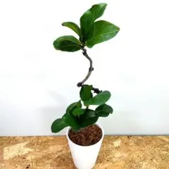 2026年最新】カシワバゴムの人気アイテム - メルカリ