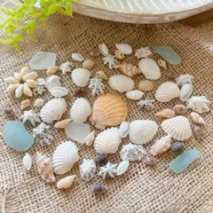 貝殻セット　シェルパーツ　海　飾り付け　結婚式　工作　ハンドメイド　工作　デコ