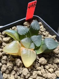 64b 多肉植物 ハオルチア 姫翠寿 自家繁殖 抜き苗発送 - メルカリ