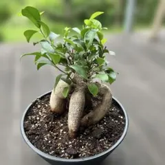 ガジュマル 幸運を招く植物♡ 極太 股仕立て 5号深鉢 - メルカリ