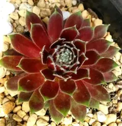 アエオニウム抜き苗桃花塢999 - メルカリ