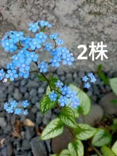 ブルンネラ ジャックフロスト　2 株　 ネコポス 発送