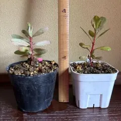 ま*様 プロテア苗　2種セットのサムネイル