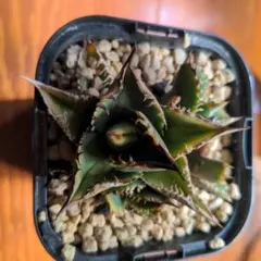 2026年最新】アガベ 穿山甲の人気アイテム - メルカリ