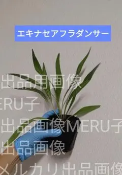 エキナセア フラダンサー 苗 原種系のサムネイル