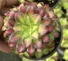 2026年最新】多肉植物 アエオニウム 韶の人気アイテム - メルカリ
