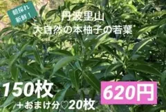 2026年最新】ゆずの葉の人気アイテム - メルカリ