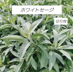moon様専用