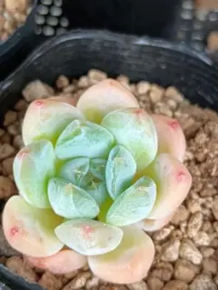 semi_alba様 リクエスト 2点 まとめ商品