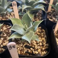 Tokujirou様 リクエスト 2点 まとめ商品