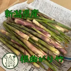 真竹 たけのこ 小さめ筍 ⑤千葉県産 コンパクトボックス 穂先出たて
