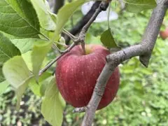 大ちゃん様専用