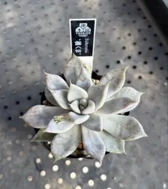 2026年最新】優木園の人気アイテム - メルカリ