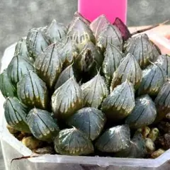 西*京様 ブラックオブツーサ錦　超美株　ハオルチア　観葉植物　D6