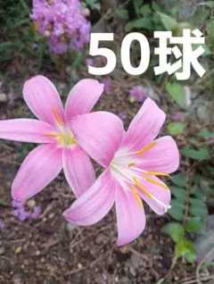 希少ゼフィランサス 八重咲き2種類・開花済み各1株抜き苗 - メルカリ