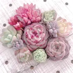 Lear^_−☆リア様 リクエスト 2点 まとめ商品