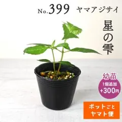 ポットごとヤマト便398】ヤマアジサイ 幼苗 坊ヶ鶴の華 - メルカリ