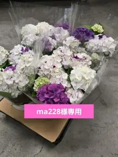 紫陽花 アジサイ ホットチボリマーブル ピンク ブルー セット 5号