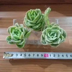 しゅうしゅう様 リクエスト 4点 まとめ商品