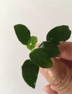 みゆな様 リクエスト 2点 まとめ商品